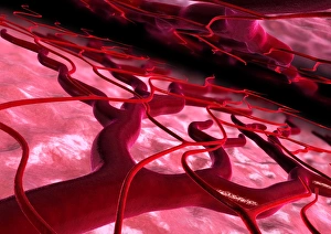 Blood vessel dilation, computer artwork Blood vessel dilation, computer artwork