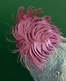 Prints of Bloodworms tail. Coloured scanning electron micrograph (SEM) of the tail of a bloodworm (Chironomus sp.). The bloodworm is the freshwater larva of a midge Images Dated 2004 October: Bloodworm Tail SEM Print