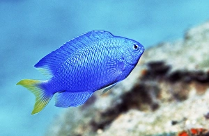 Tropical Fish Prints: Blue damselfish