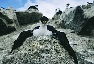 Images Dated 28th March 2003: Blue eyed shag