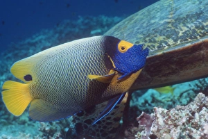 Tropical Aquarium Fish Prints: Blue-face angelfish