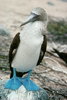 Galapagos Islands Birds Prints: Blue-footed booby