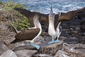 Blue-footed booby courtship display C013/7472 Blue-footed booby courtship display C013/7472