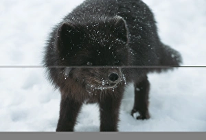 Rare Animal Photos Prints: Blue fox