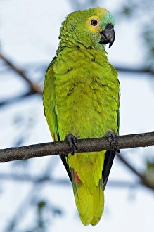 Seed Eating Birds Prints: Blue-fronted parrot