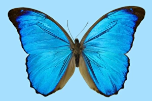 Blue Morpho Butterfly Prints: Blue morpho butterfly