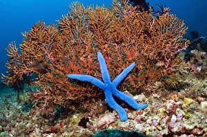 Coral Reef Ecosystem Prints: Blue seastar