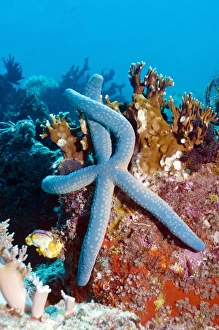 Prints of Blue starfish (Linckia laevigata) on corals. This starfish is found in the Indo-Pacific region. Photographed off Komodo, Indonesia Images Dated 2009 January: Blue Starfish Print on Corals