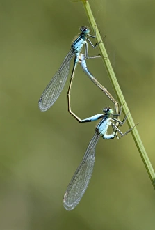 Prints of Blue-tailed damselflies (Ischnura elegans) mating on a plant stem. During mating the male damselfly grasps the females head to pull her into the wheel position in order to copulate Images Dated 2006 October: Blue-tailed damselfly mating print