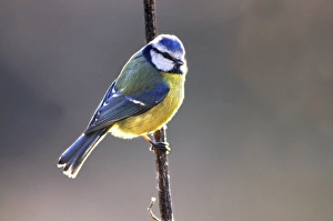 Woodland Birds UK Prints: Blue tit