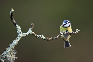 UK Wildlife Photos Prints: Blue tit on a branch