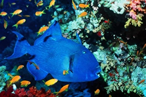 Tropical Fish Species Prints: Blue triggerfish