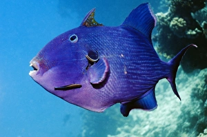 Tropical Sea Creatures Prints: Blue triggerfish and cleaner wrasse