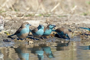 Watering Hole Wildlife Scene Prints: Blue waxbills drinking
