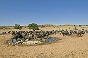 Images Dated 22nd July 2011: Blue Wildebeest Print - Herd at a Watering Hole