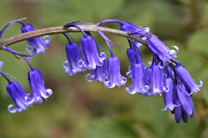 Wildflower Meadow Photos Prints: Bluebell (Endymion non-scriptus)