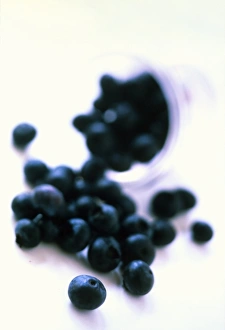 Prints of Blueberries. Blueberries spilling out of ajar. Blueberries are the fruit of the Vaccinium sp. shrub. Thys are native to North America, where many hybrids are grown for their sweetfruit Images Dated 2003 April: Blueberries Print: Fresh Fruit Spilling from a Jar