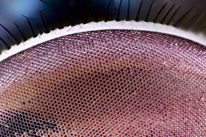 Bluebottle Eye Print, x57 magnification