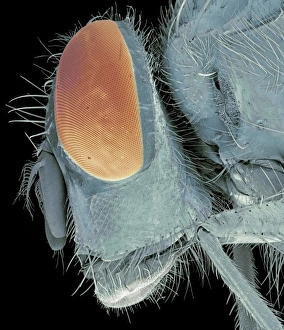 Coloured SEM Images Of Insects Prints: Bluebottle fly head, SEM