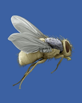 Compound Eye Insect Prints: Bluebottle fly, SEM