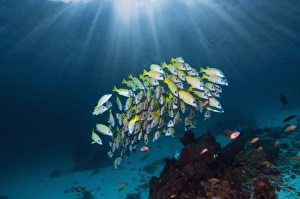 Tropical Coral Reefs Prints: Blueline snappers