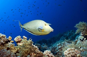 Reef Fish Species Prints: Bluespine unicornfish