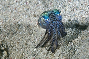 Indonesia Underwater Photography Prints: Bobtail squid on the seabed
