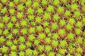 Prints of Bog moss (Sphagnum sp.) overhead view. Moss is a non-vascular plant. Sphagnum mosses grow in moist places, such as bogs and ponds, most particularly in acid conditions Images Dated 2006 March: Bog Moss Print, Overhead View