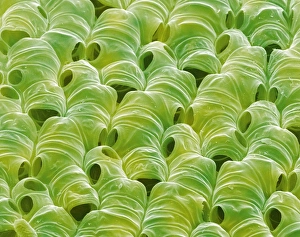 Bog Moss Print, SEM Image