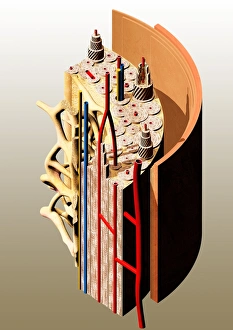 Bone Anatomy Print: Computer artwork of a bone shaft