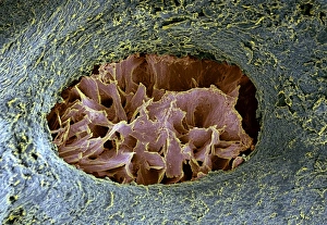 Coloured SEM Images Prints: Bone lacuna, SEM