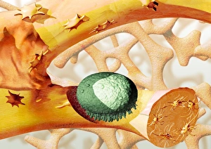 Images Dated 7th September 2004: Bone Resorption Print: Computer artwork of an osteoclast destroying bone