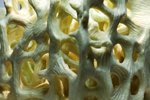 Anatomy Of Human Bones Prints: Bone structure, macrophotograph