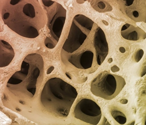 Images Dated 15th June 2012: Bone Tissue Print, SEM C013 / 4767