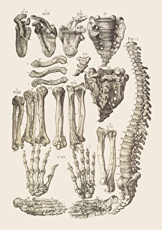 Human Skeleton Prints: Bones of the human skeleton