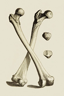 Images Dated 2007 January: Human femurs and patellae print, a detailed illustration of the leg bones