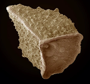 Wind Dispersed Seeds Prints: Borage seed, SEM