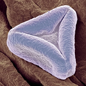 Pollen Grain Structure Prints: Bottlebrush pollen, SEM