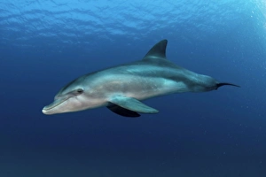 Bottlenose Dolphin Pictures Prints: Bottlenose dolphin