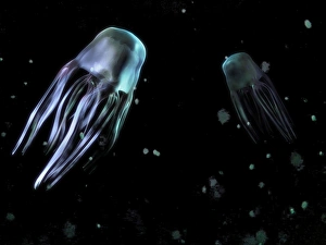 Prints of Box jellyfish (Chironex fleckeri), artwork. This species of jellyfish, also known as the sea wasp, belongs to the cubozoa order of invertebrates Images Dated 2006 November: Box Jellyfish Print, Cubozoan Invertebrate