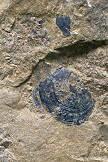 Brachiopod fossil shell Brachiopod fossil shell
