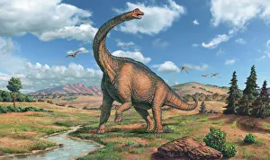 Brachiosaurus dinosaur Brachiosaurus dinosaur