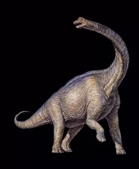Images Dated 21st February 2003: Brachiosaurus dinosaur