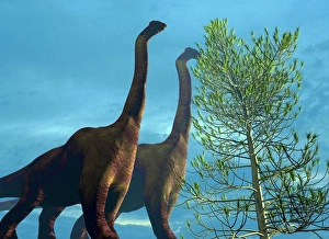 Prints of Brachiosaurus dinosaurs, computer artwork. Brachiosaurus was the tallest dinosaur, standing up to 16 metres tall. Unusually for a dinosaur, its front legs were longer than its hind legs Images Dated 2003 December: Brachiosaurus Dinosaurs Print, Computer Artwork