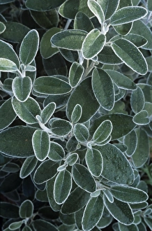 New Zealand Native Plants Prints: Brachyglottis Sunshine