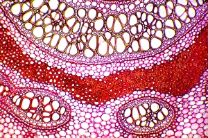 Light Micrograph Prints: Bracken rhizome, light micrograph