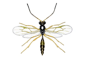 Wildlife Illustration Prints: Braconid wasp