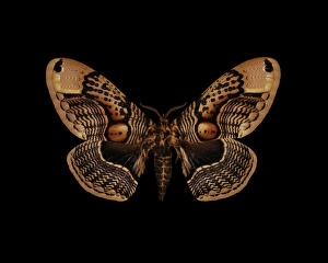 Images Dated 21st December 2012: Brahmin Moth Print, 13cm Wingspan