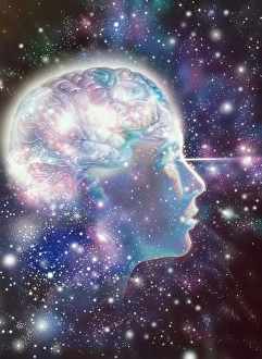 Anatomy Of The Human Head Prints: Brain