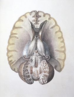 Brain Anatomy Print - Internal Brain Structures Illustration
